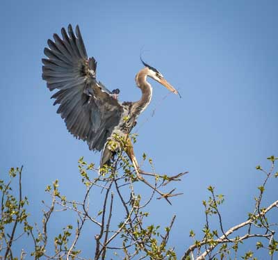 Great Blue Herons, Minnesota - 2017
