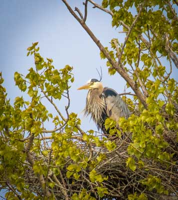 Great Blue Herons, Minnesota - 2017